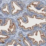 Merck Anti-TMPRSS2 Antibody, clone 1B20 ZooMAb Rabbit Monoclonal