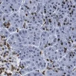 Merck Anti-ISL-1 Antibody, clone 1B11 ZooMAb Rabbit Monoclonal