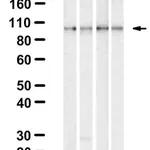 Merck Anti-IKKβ Antibody, clone 2N22 ZooMAb Rabbit Monoclonal