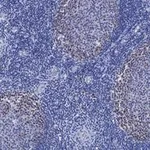 Merck Anti-Cdk2 Antibody, clone 1B21 ZooMAb Rabbit Monoclonal
