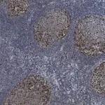 Merck Anti-Cyclin A2 Antibody, clone 2K11 ZooMAb Rabbit Monoclonal