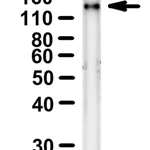Merck Anti-SARS-CoV-1/2 S protein CR3022 Antibody ZooMAb Human Monoclonal