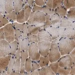 Merck Anti-p38γ MAPK Antibody, clone 1N13 ZooMAb Rabbit Monoclonal