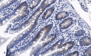 Merck Anti-PUMA Antibody, clone 1L16 ZooMAb Rabbit Monoclonal