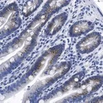 Merck Anti-PUMA Antibody, clone 1L16 ZooMAb Rabbit Monoclonal
