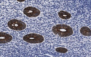 Merck Anti-Cytokeratin 19 Antibody, clone 1B12 ZooMAb Rabbit Monoclonal