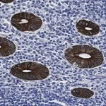 Merck Anti-Cytokeratin 19 Antibody, clone 1B12 ZooMAb Rabbit Monoclonal