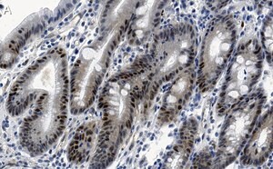 Merck Anti-E2F-1 Antibody, clone 1H21 ZooMAb Rabbit Monoclonal