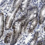 Merck Anti-E2F-1 Antibody, clone 1H21 ZooMAb Rabbit Monoclonal