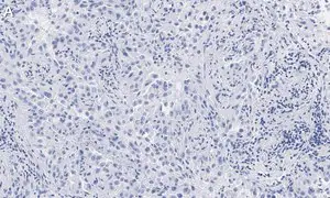 Merck Anti-Integrin αVβ8 Antibody, clone EM13309 , ZooMAb Rabbit Monoclonal