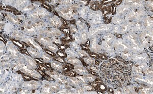 Merck Anti-Filamin A Antibody, clone 1D12 ZooMAb Rabbit Monoclonal