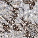 Merck Anti-Filamin A Antibody, clone 1D12 ZooMAb Rabbit Monoclonal