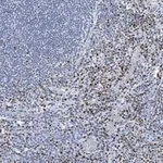Merck Anti-RUNX2 Antibody, clone 1D6 ZooMAb Rabbit Monoclonal