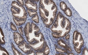Merck Anti-PRMT5 Antibody, clone 1H16 ZooMAb Rabbit Monoclonal