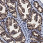 Merck Anti-PRMT5 Antibody, clone 1H16 ZooMAb Rabbit Monoclonal