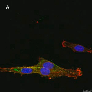 Merck Anti-NG2 Antibody, clone 1L2, ZooMAb Rabbit Monoclonal