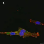Merck Anti-NG2 Antibody, clone 1L2, ZooMAb Rabbit Monoclonal