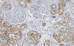 Merck Anti-Cathepsin L1 Antibody, clone 1G2 ZooMAb Rabbit Monoclonal