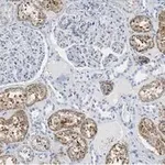 Merck Anti-Cathepsin L1 Antibody, clone 1G2 ZooMAb Rabbit Monoclonal