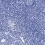 Merck Anti-Ki67 Antibody, clone 1O15, ZooMAb Rabbit Monoclonal