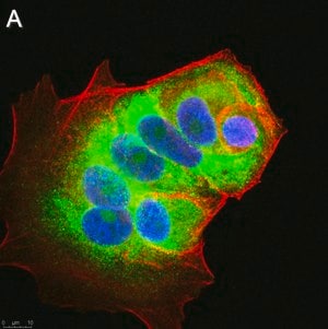 Merck Anti-LINE-1 ORF1p Antibody, clone 4H1 ZooMAb Mouse Monoclonal