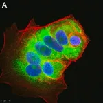 Merck Anti-LINE-1 ORF1p Antibody, clone 4H1 ZooMAb Mouse Monoclonal