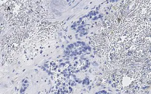 Merck Anti-phospho-Stat3 (Tyr705) Antibody, clone 6C3, ZooMAb Rabbit Monoclonal