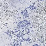 Merck Anti-phospho-Stat3 (Tyr705) Antibody, clone 6C3, ZooMAb Rabbit Monoclonal