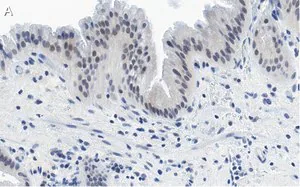Merck Anti-Nrf2 Antibody, clone 5B20 ZooMAb Rabbit Monoclonal