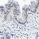 Merck Anti-Nrf2 Antibody, clone 5B20 ZooMAb Rabbit Monoclonal