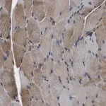 Merck Anti-CACNA2D1 Antibody, clone 1K4 ZooMAb Rabbit Monoclonal