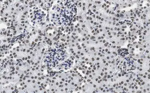Merck Anti-DNA G-quadruplex (G4) Antibody, clone 1H6 ZooMAb Mouse Monoclonal