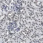 Merck Anti-DNA G-quadruplex (G4) Antibody, clone 1H6 ZooMAb Mouse Monoclonal