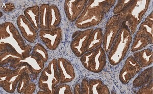 Merck Anti-MIF Antibody, clone 1K16 ZooMAb Rabbit Monoclonal