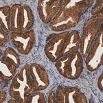 Merck Anti-MIF Antibody, clone 1K16 ZooMAb Rabbit Monoclonal