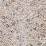 Merck Anti-GAD67 Antibody, clone 1G10.2 ZooMAb Mouse Monoclonal