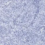 Merck Anti-p21 Antibody, clone 5G7, ZooMAb Rabbit Monoclonal