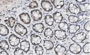 Merck Anti-p-histone H2A (Ser139) Antibody, clone JBW301 ZooMAb Mouse Monoclonal
