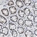 Merck Anti-p-histone H2A (Ser139) Antibody, clone JBW301 ZooMAb Mouse Monoclonal