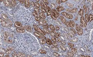 Merck Anti-Cathepsin B Antibody, clone 1G7 ZooMAb Rabbit Monoclonal