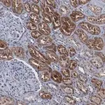 Merck Anti-Cathepsin B Antibody, clone 1G7 ZooMAb Rabbit Monoclonal