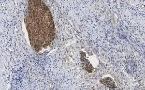 Merck Anti-p16-INK4a Antibody, clone 5F22 Antibody, ZooMAb Rabbit Monoclonal