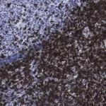 Merck Anti-CD5 Antibody, clone 1C19 Antibody, ZooMAb Rabbit Monoclonal