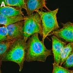 Merck Anti-Puromycin Antibody, clone 12D10 ZooMAb Mouse Monoclonal