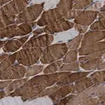 Merck Anti-MYH1 Antibody, clone 1E15 , ZooMAb Rabbit Monoclonal