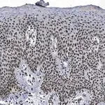 Merck Anti-DNA-RNA hybrid Antibody, clone S9.6 ZooMAb Mouse Monoclonal