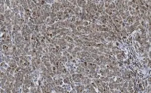 Merck Anti-phospho-Smad2 (Ser465/467) Antibody, clone A5S, ZooMAb Rabbit Monoclonal