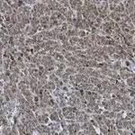 Merck Anti-phospho-Smad2 (Ser465/467) Antibody, clone A5S, ZooMAb Rabbit Monoclonal