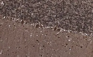 Merck Anti-Parvalbumin Antibody, clone 4G3 , ZooMAb Rabbit Monoclonal