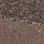 Merck Anti-Parvalbumin Antibody, clone 4G3 , ZooMAb Rabbit Monoclonal